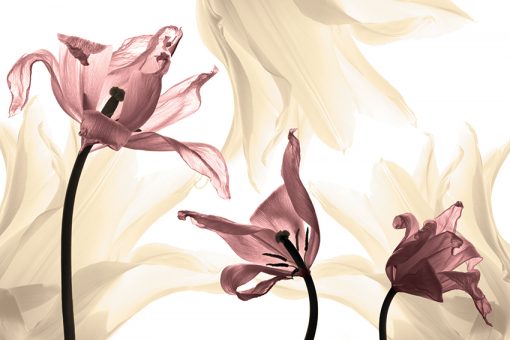 tapeta z różowymi tulipanami