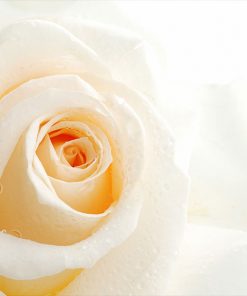 fototapeta z różą i kroplami rosy